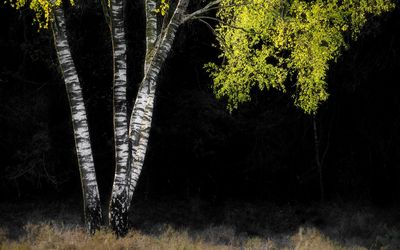 View of a tree trunk in the forest