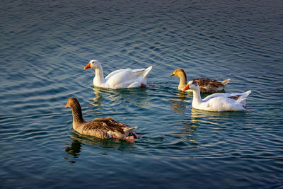 Ducks swimming in lake