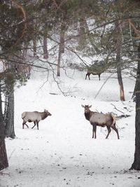 Deers standing on snow covered field. winter wildlife shooting 