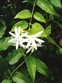 Close-up of plant