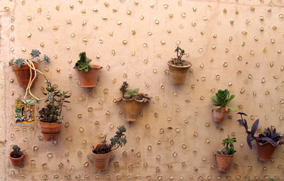 Close-up of potted plants mounted on wall