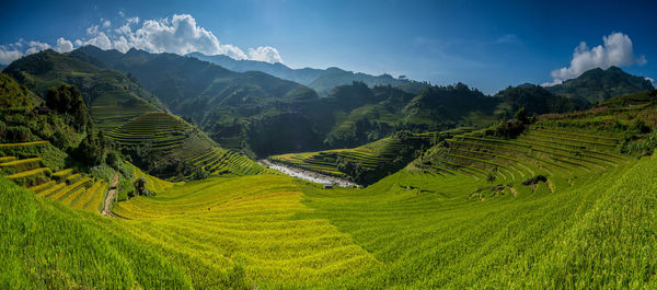 Scenic view of rice field against sky