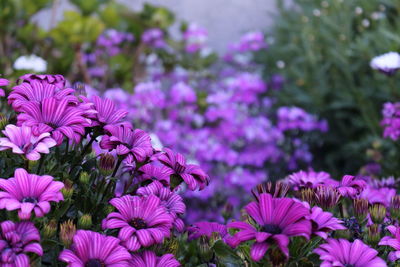 Close-up of pink flowering plants