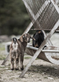 Kid goat standing by feeder