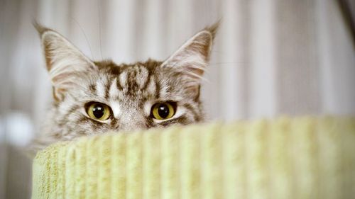 Close-up portrait of cat