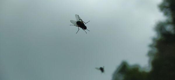 Low angle view of insect flying in sky