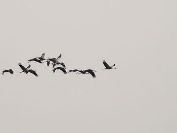 Low angle view of birds flying in the sky