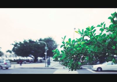 Potted plants on tree