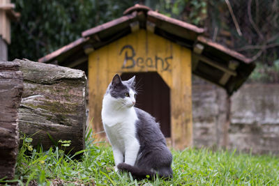 Cat looking away while sitting on grass