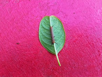 High angle view of green leaves on plant