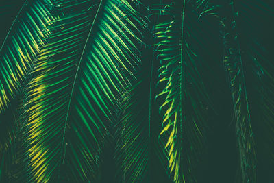 Tropical palm leaves nature background. leaf close up. bluish color grading.