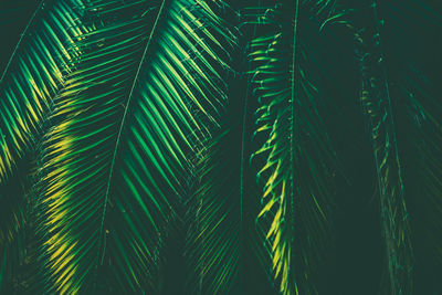 Tropical palm leaves nature background. leaf close up. bluish color grading.