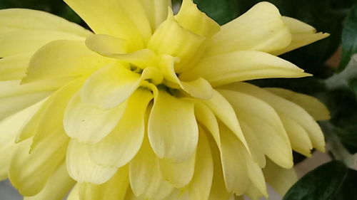 Close-up of yellow day lily blooming outdoors