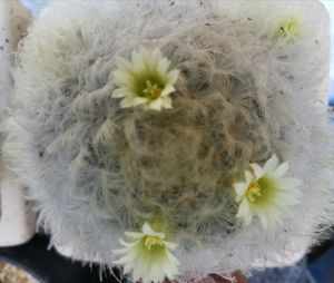 Close-up of white flowers