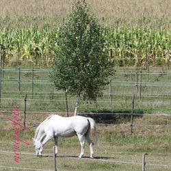 Horse on grassy field