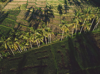 High angle view of rice fields