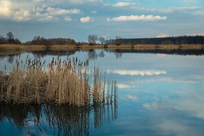 Dry reeds in the lake, horizon and white clouds on blue sky