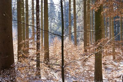 Pine trees in forest during winter