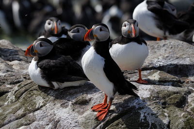 View of birds on rock