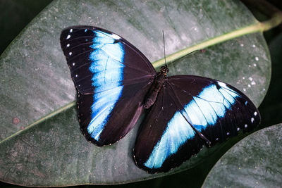 Close-up of butterfly perching on leaf