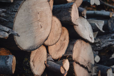 Full frame shot of logs in forest