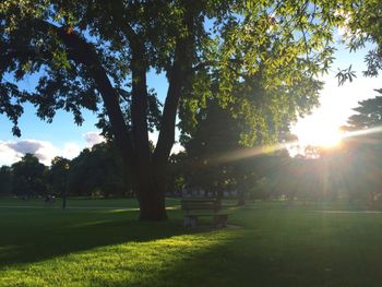 Sun shining through trees in park