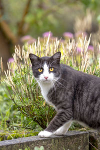 Cat with yellow eyes looks directly at the camera. against a green background