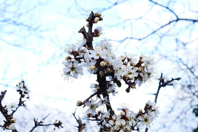 Low angle view of white flowers growing on tree