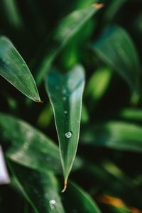 Close-up of raindrops on leaves