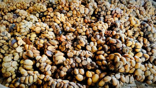 Luwak coffee beans
