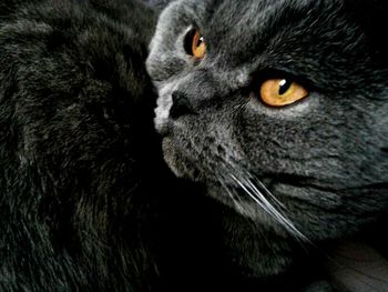 Close-up portrait of a cat