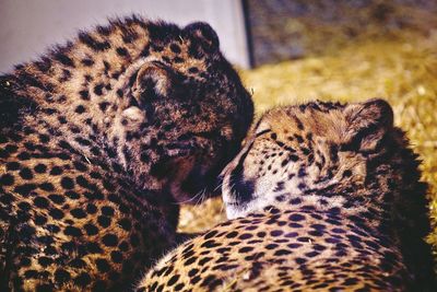 Close-up of playful cheetah cubs at zoo