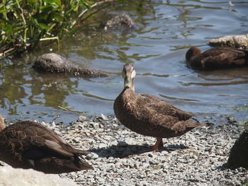 Ducks on a lake