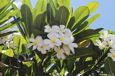 Close-up of yellow flowers blooming outdoors