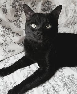 Portrait of black cat on bed