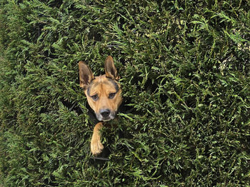 Portrait of a dog on field