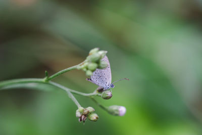 Close-up of insect on flower