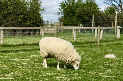 Sheep grazing on field