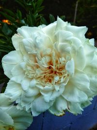 Close-up of white flowering plant