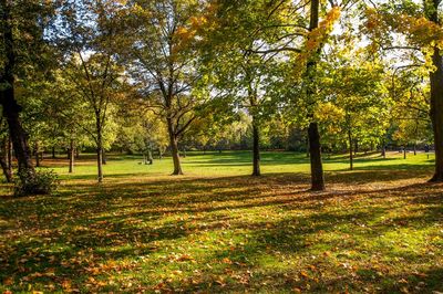 Trees on grassy field in park during autumn