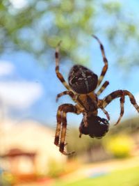 Close-up of spider