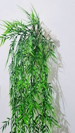 Close-up of fresh green plant against white background