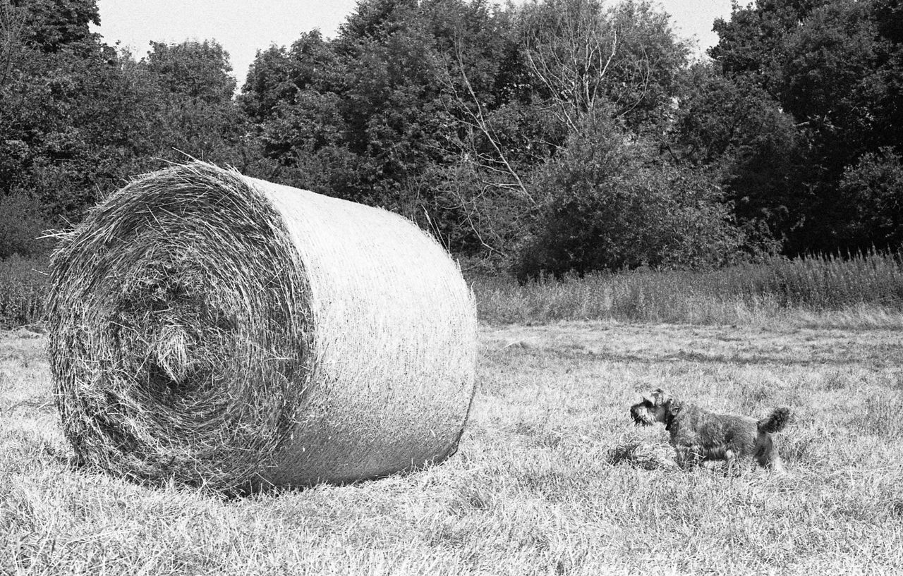 DOG LOOKING AWAY ON FIELD