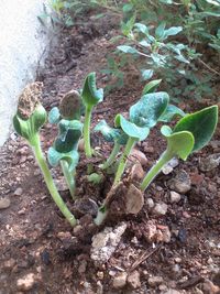 Close-up of plants growing outdoors