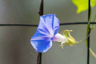 Close-up of purple flowering plant