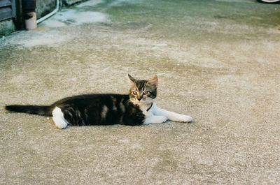 High angle view of cat sitting on floor