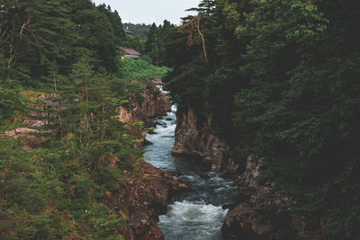 Scenic view of river amidst trees