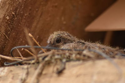 Close-up of bird in nest