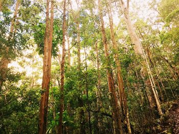 Low angle view of bamboo trees in forest