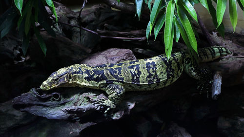 Close-up of lizard on rock in forest